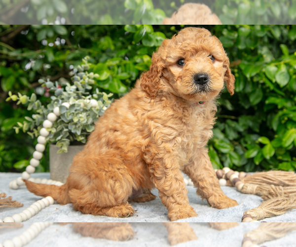 Medium Photo #3 Goldendoodle (Miniature) Puppy For Sale in BERNE, IN, USA