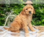 Small Photo #3 Goldendoodle (Miniature) Puppy For Sale in BERNE, IN, USA