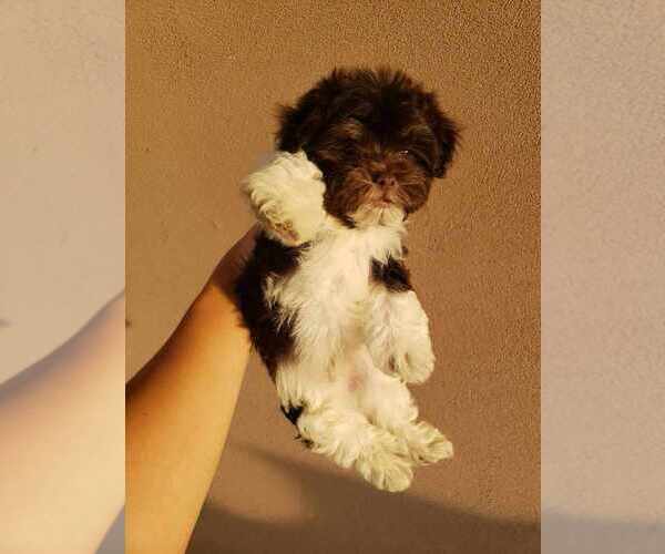 Medium Photo #7 Havanese Puppy For Sale in CASA GRANDE, AZ, USA