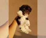 Small Photo #7 Havanese Puppy For Sale in CASA GRANDE, AZ, USA