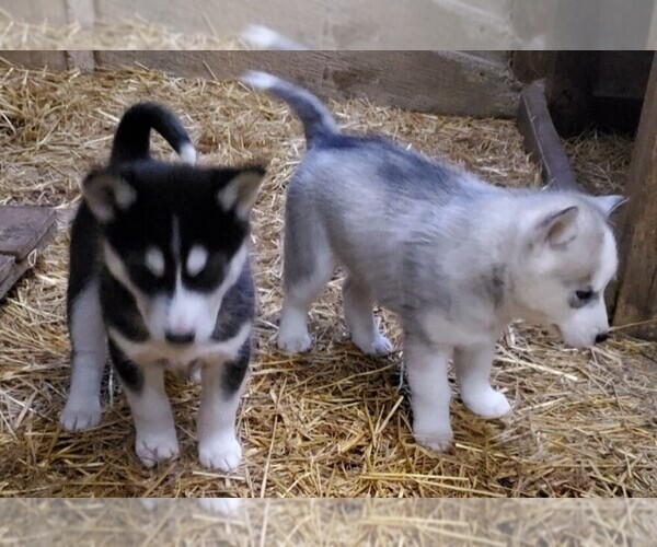 Medium Photo #2 Siberian Husky Puppy For Sale in CHILLICOTHE, OH, USA