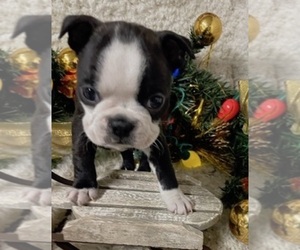 Boston Terrier Puppy for sale in CRKD RVR RNCH, OR, USA