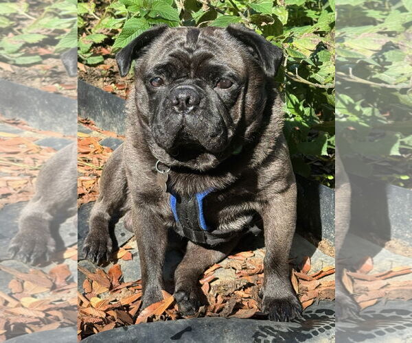 Medium Photo #2  Puppy For Sale in , 