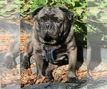 Small #1 Breeder Profile image
