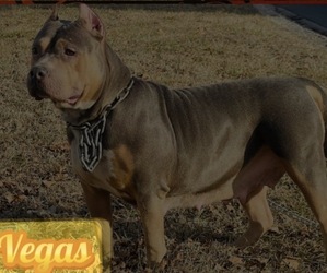 Mother of the American Pit Bull Terrier puppies born on 06/01/2026