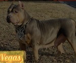 Small Photo #1 American Pit Bull Terrier Puppy For Sale in TRENTON, NJ, USA