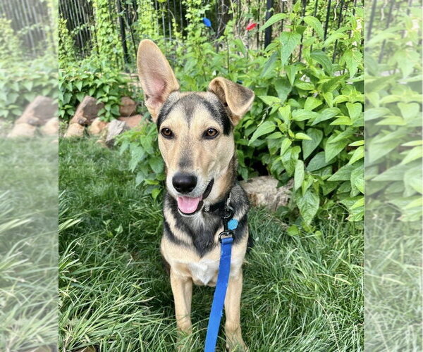 Medium Photo #4 Mutt Puppy For Sale in Euless, TX, USA