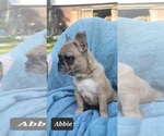 Small Photo #23 French Bulldog Puppy For Sale in POMEROY, OH, USA