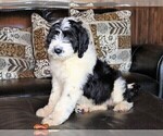 Small Photo #6 Sheepadoodle Puppy For Sale in STANLEY, VA, USA