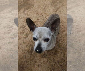 Chihuahua Dogs for adoption in Apple Valley, CA, USA