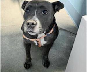 Mutt Dogs for adoption in Houston, TX, USA