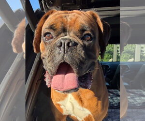 Happy *Not accepting applications * - Male Boxer Dog for Adoption - Photo #2