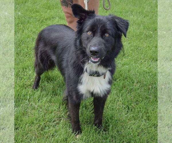 Medium Photo #3 Border-Aussie Puppy For Sale in Huntley, IL, USA