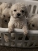 Small Photo #54 Goldendoodle Puppy For Sale in VACAVILLE, CA, USA