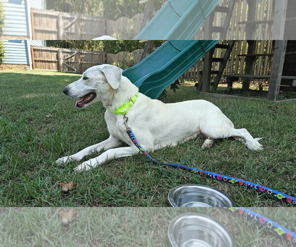 Medium Photo #2 Great Pyrenees-Unknown Mix Puppy For Sale in Holly Springs, NC, USA