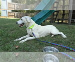 Small #1 Great Pyrenees Mix