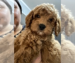 Goldendoodle (Miniature) Puppy for sale in GAINESVILLE, GA, USA