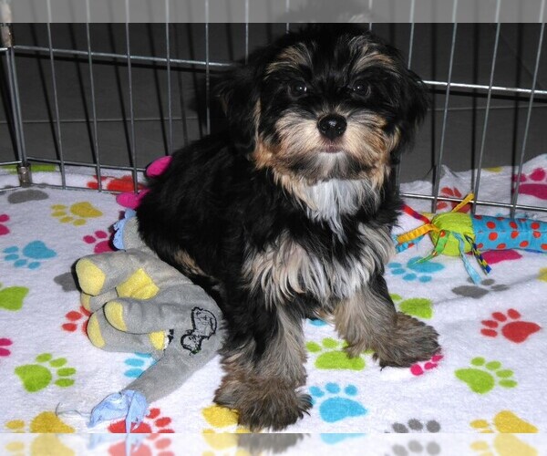 Medium Photo #12 Havashire Puppy For Sale in ORO VALLEY, AZ, USA