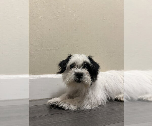Medium Photo #3 Shih Tzu-Unknown Mix Puppy For Sale in Pacifica, CA, USA