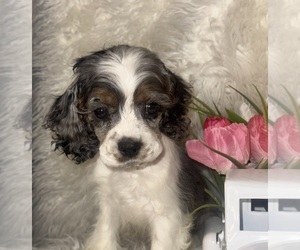 Cocker Spaniel Puppy for sale in HESPERIA, CA, USA