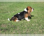 Puppy 4 Basset Hound