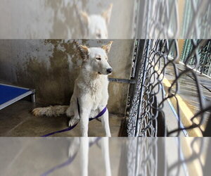 German Shepherd Dog-Unknown Mix Dogs for adoption in San Bernardino, CA, USA