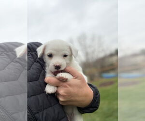 ShiChi Dogs for adoption in Plainfield, IL, USA