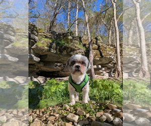 Shih Tzu Dogs for adoption in Vail, AZ, USA