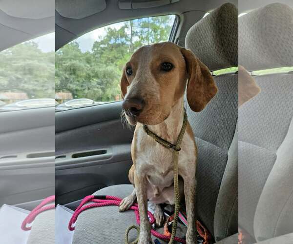 Medium Photo #2 Mutt Puppy For Sale in Wakefield, RI, USA