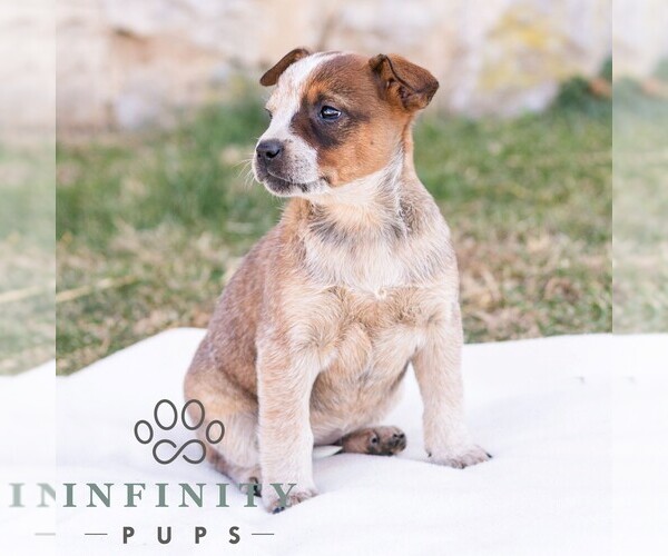 Medium Photo #4 Australian Cattle Dog Puppy For Sale in CHAMBERSBURG, PA, USA