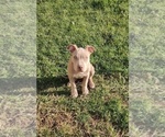 Small Photo #4 American Bully Puppy For Sale in WASHINGTON, DC, USA
