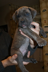 Cane Corso Puppy for sale in MAULDIN, SC, USA