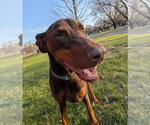 Small Doberman Pinscher