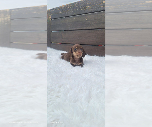 Medium Photo #5 Dachshund Puppy For Sale in TWENTYNINE PALMS, CA, USA