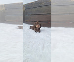 Small #4 Dachshund