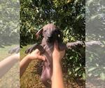 Small Photo #11 Xoloitzcuintli (Mexican Hairless) Puppy For Sale in BOX CANYON, CA, USA