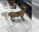 Small Photo #6 Belgian Malinois Puppy For Sale in SQUAW VALLEY, CA, USA