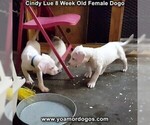 Small Photo #6 Dogo Argentino Puppy For Sale in PINEVILLE, MO, USA