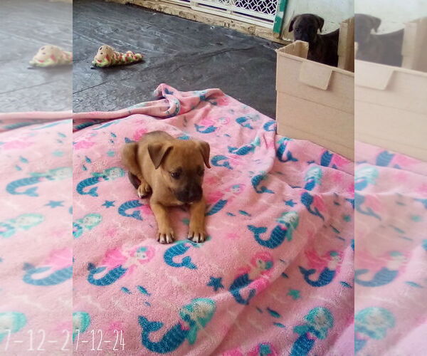 Medium Photo #14 Mutt Puppy For Sale in Apple Valley, CA, USA