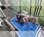 Small #2 American Pit Bull Terrier-Labrador Retriever Mix