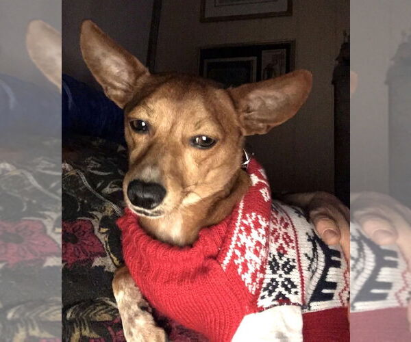 Medium Photo #12 Rat-Cha Puppy For Sale in Wakefield, RI, USA