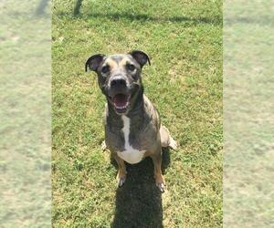 German Shepherd Dog-Unknown Mix Dogs for adoption in Grovetown, GA, USA