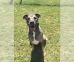 ACE - Male German Shepherd Dog-Unknown Mix Dog for Adoption - Small photo