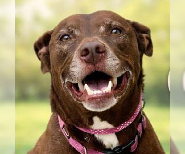 Medium Photo #41 American Staffordshire Terrier-Labrador Retriever Mix Puppy For Sale in Lake Forest, CA, USA