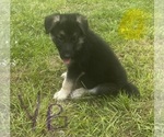 Puppy Yellow Boy German Shepherd Dog