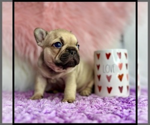 French Bulldog Puppy for sale in OJAI, CA, USA