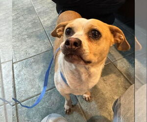 Bonnie - Female Chihuahua-Unknown Mix Dog for Adoption - Photo #6