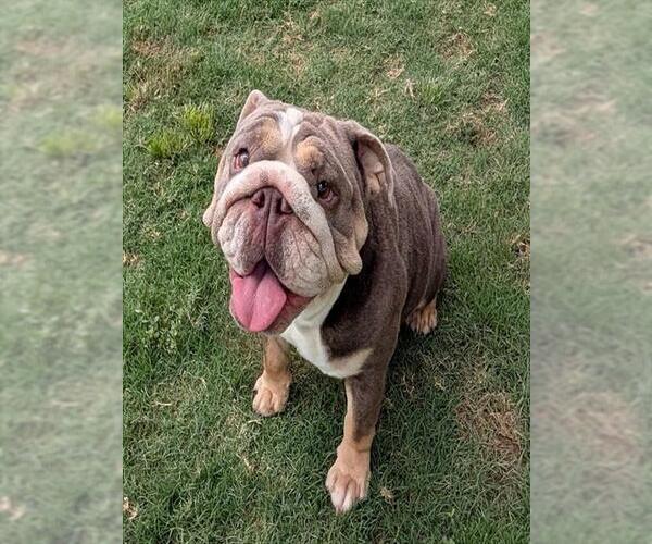 Medium Photo #1 Bulldog Puppy For Sale in Plano, TX, USA
