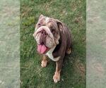Small Bulldog