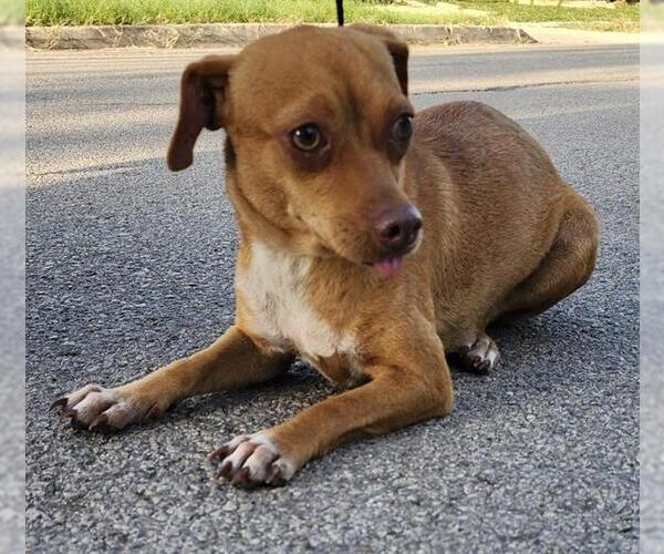 Medium Photo #1 Mutt Puppy For Sale in San Antonio, TX, USA